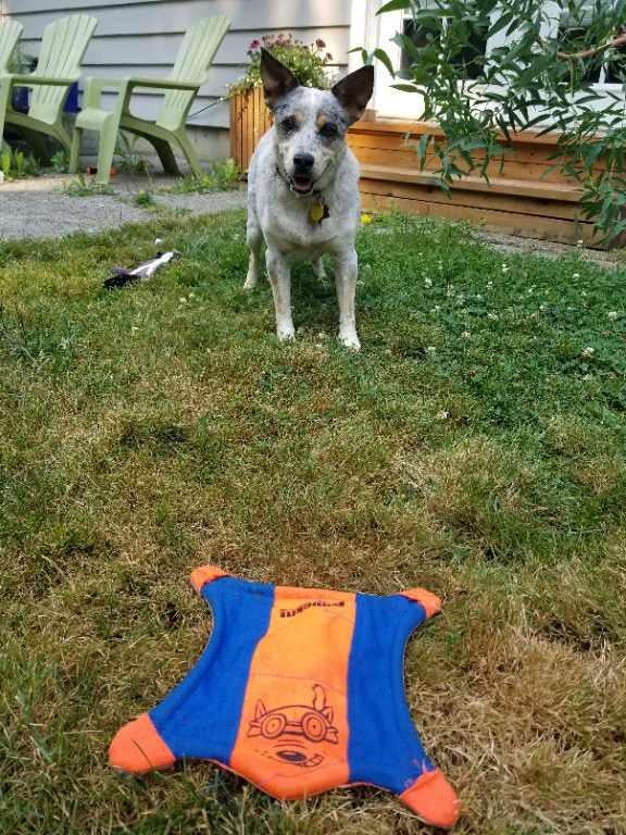 Burien Seen Care for your favorite FurKid Westside Seattle